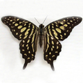 Tailed Jay Graphium agmemnon menides